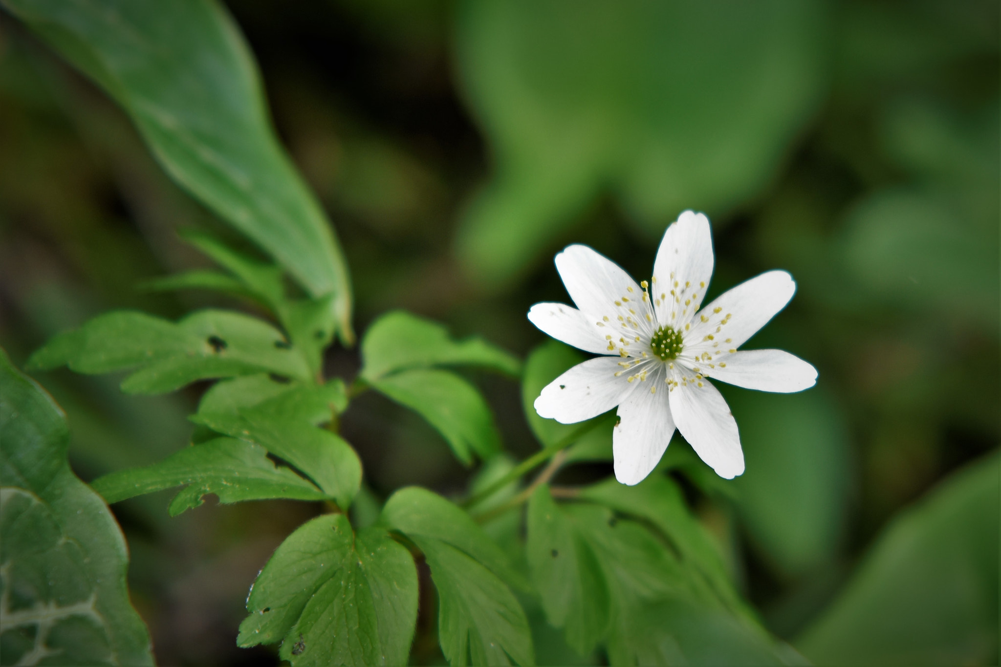 Nikon D7200 sample photo. Dsc photography