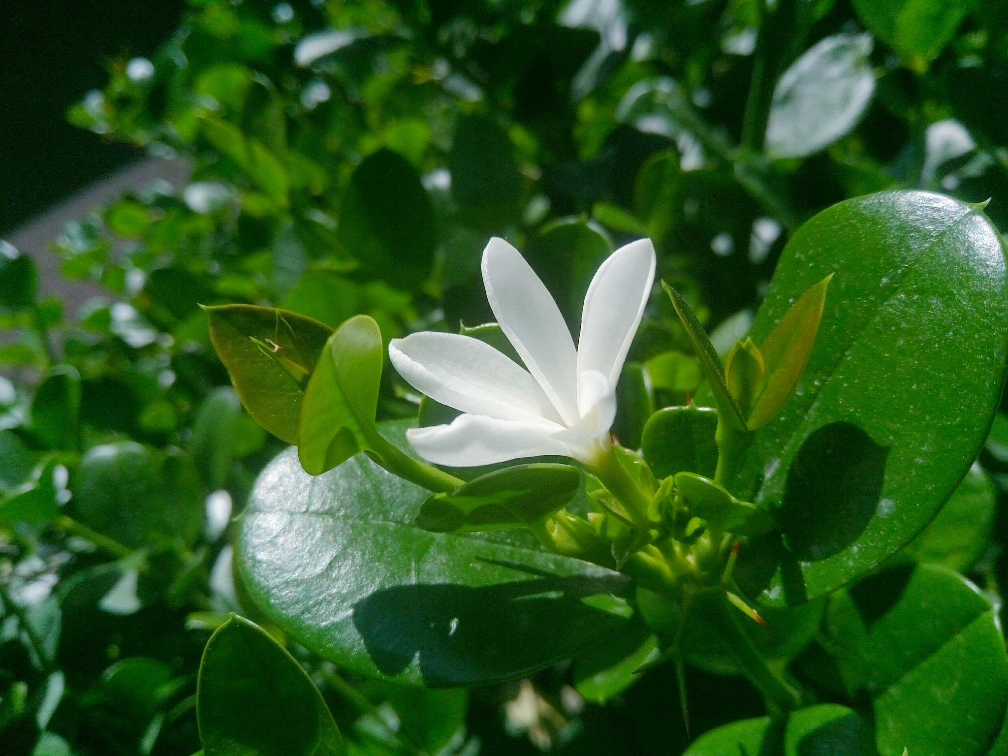 Meizu M3s sample photo