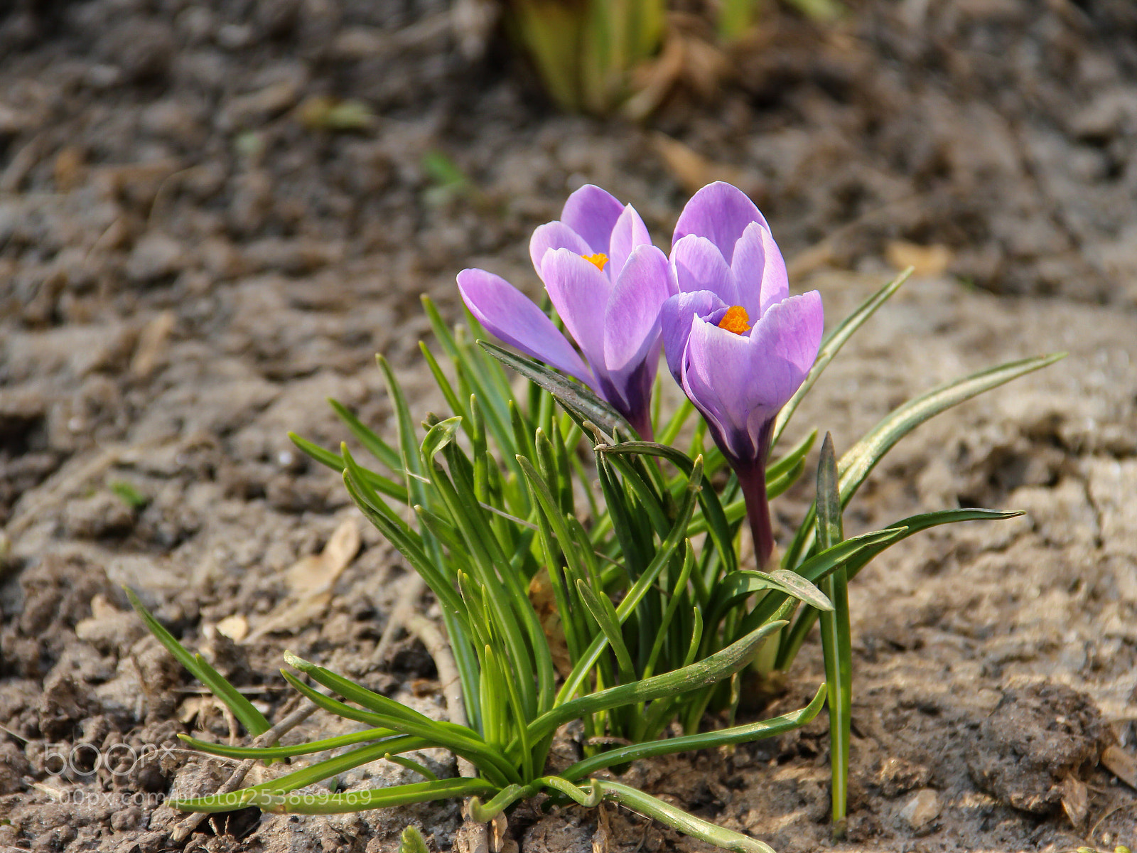 Canon EOS 600D (Rebel EOS T3i / EOS Kiss X5) sample photo. The first flower. photography