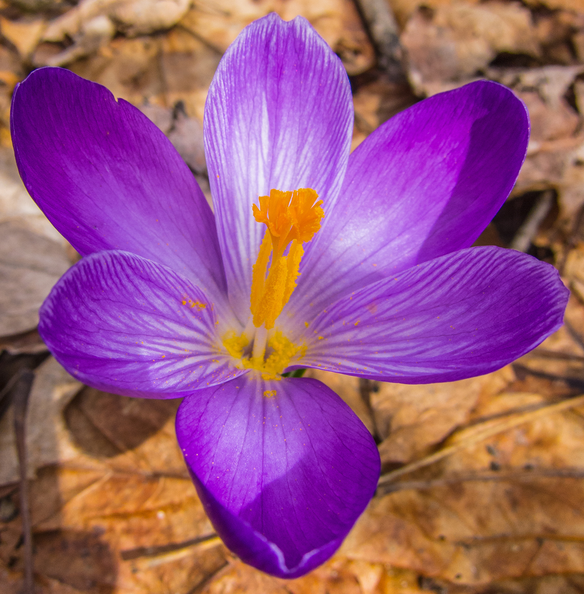 Canon PowerShot S95 sample photo. Crocus in full bloom photography
