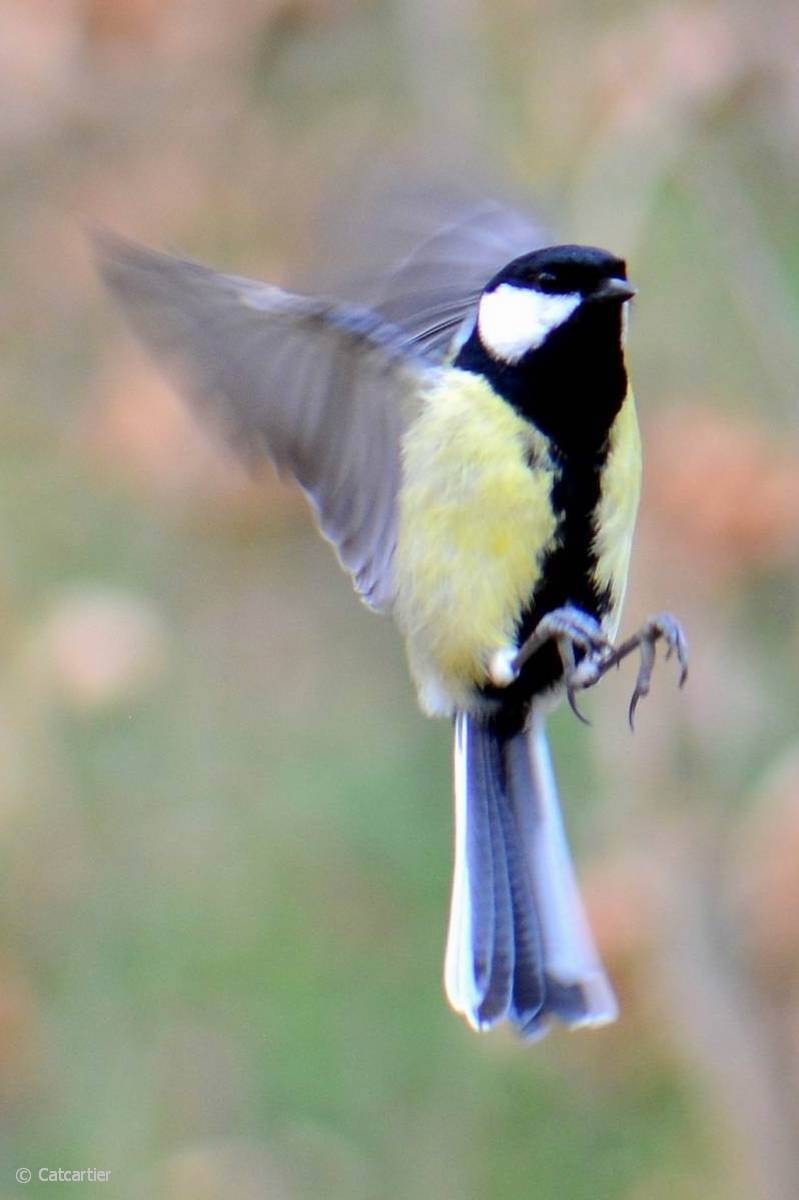 Nikon AF-S Micro-Nikkor 105mm F2.8G IF-ED VR sample photo. Soft landing photography