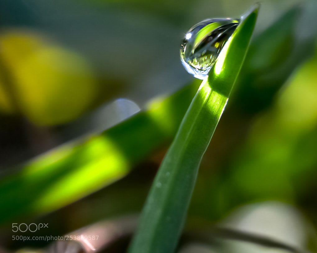 Nikon D5600 sample photo. Morning mist photography