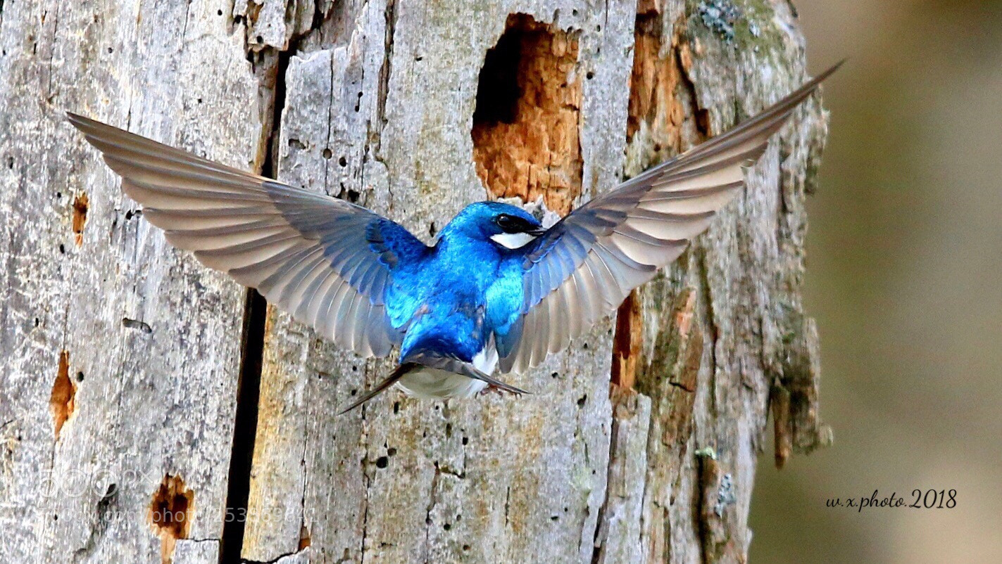 Canon EOS 7D Mark II sample photo. Tree swallow  photography