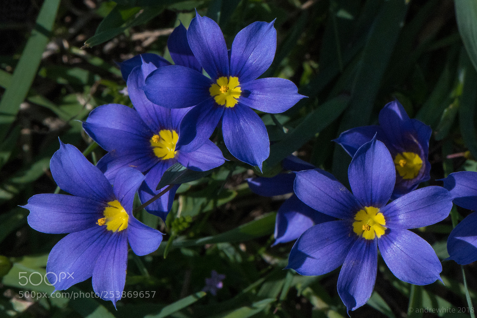 Nikon D850 sample photo. Blue-eyed grass photography