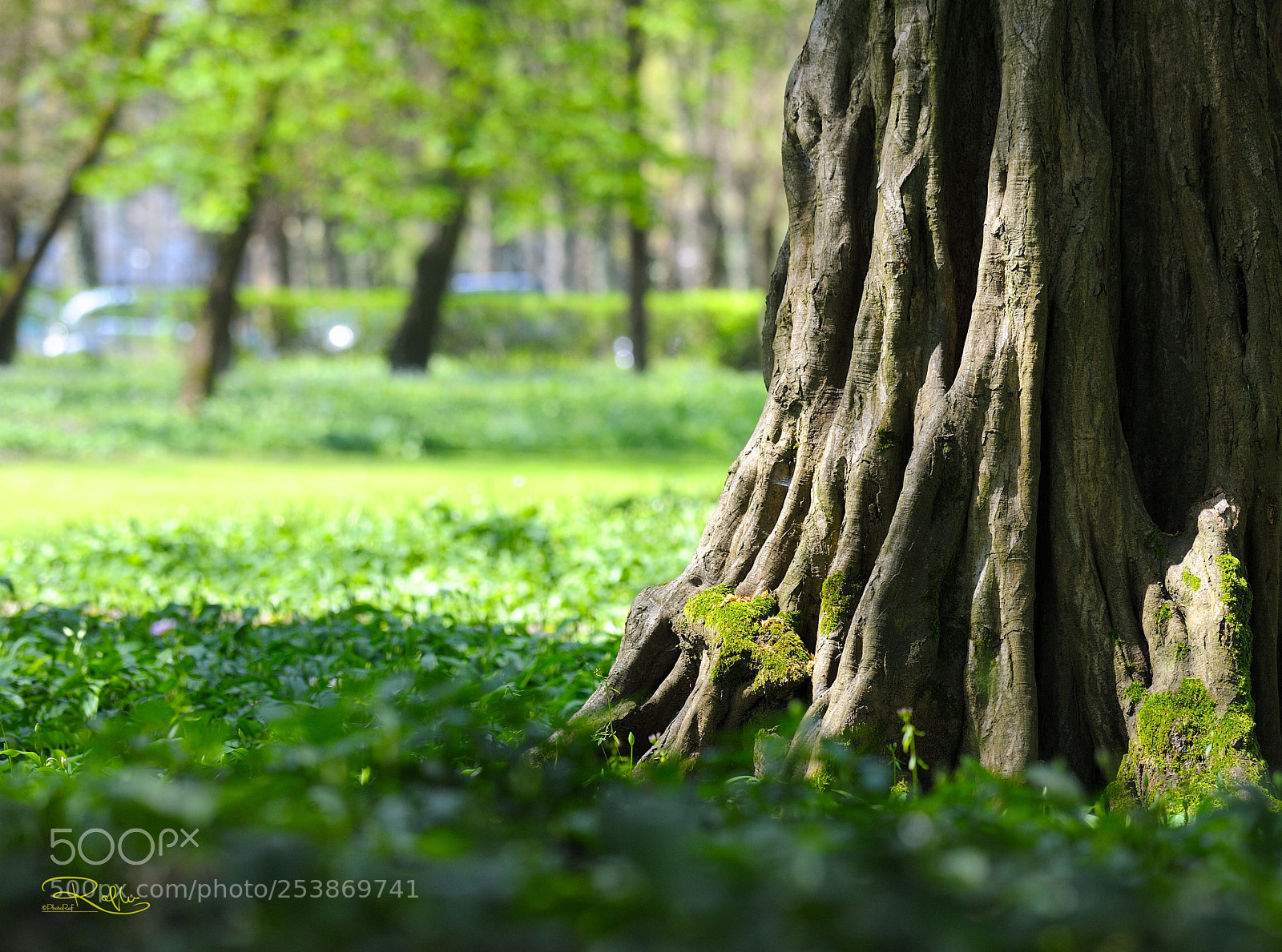Nikon D3 sample photo. Monza park photography