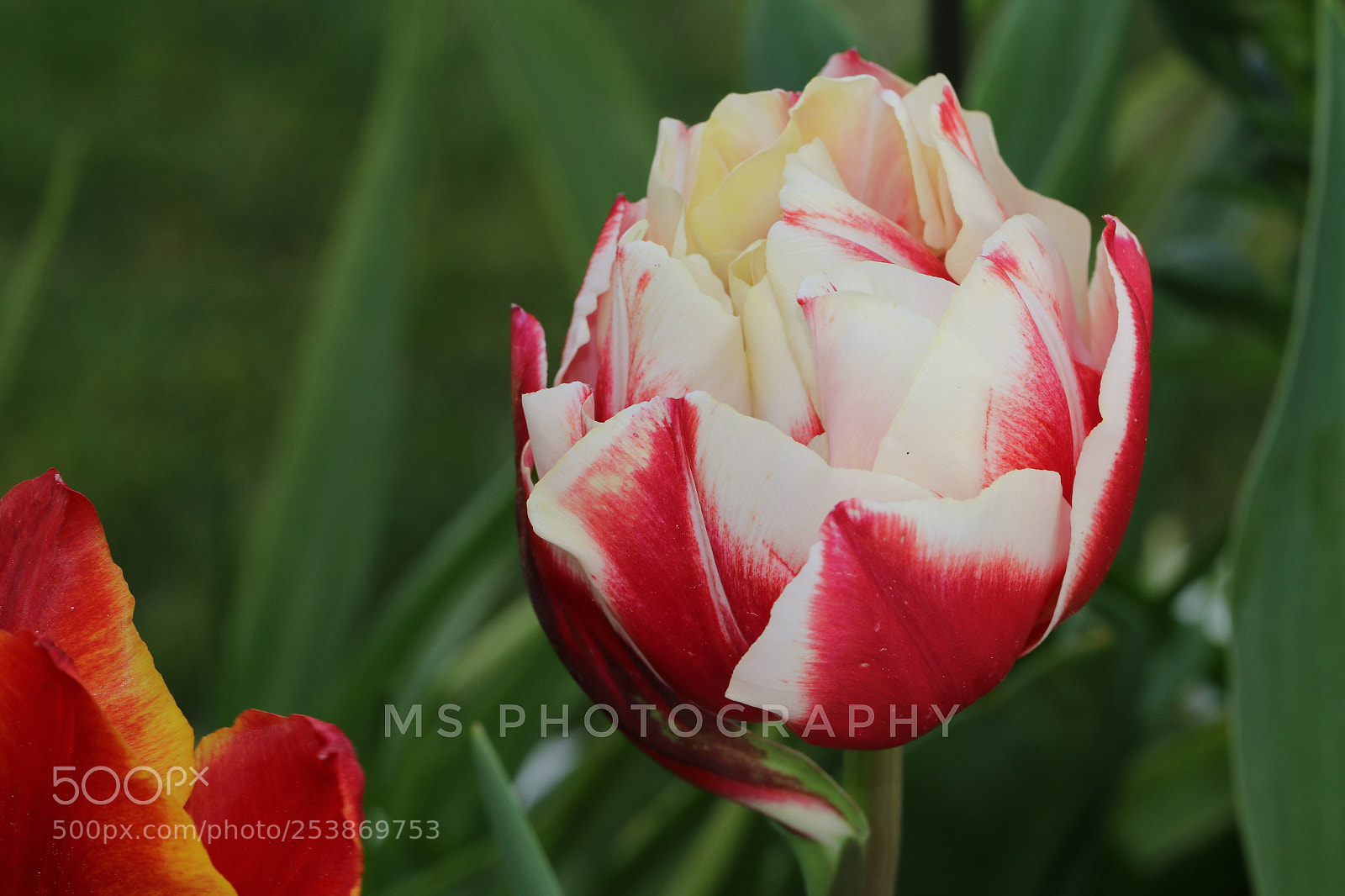 Canon EOS 70D sample photo. Tulips in the field photography
