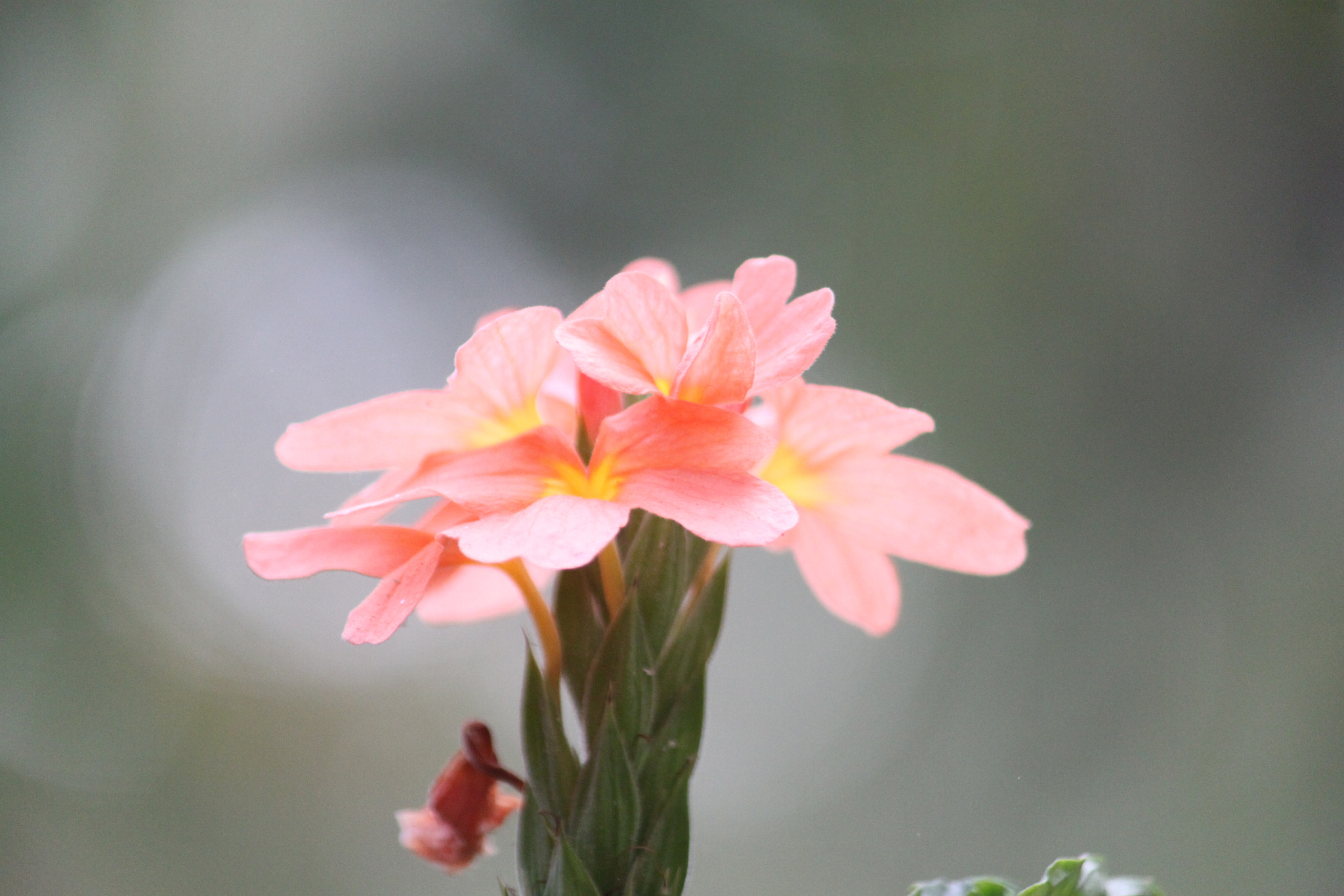Canon EF-S 55-250mm F4-5.6 IS sample photo. Firecracker flower photography
