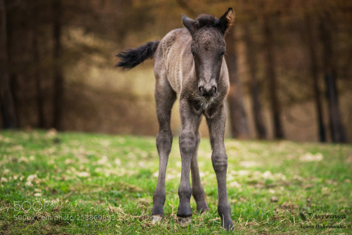 Pentax K-1 sample photo. One-day-horse photography