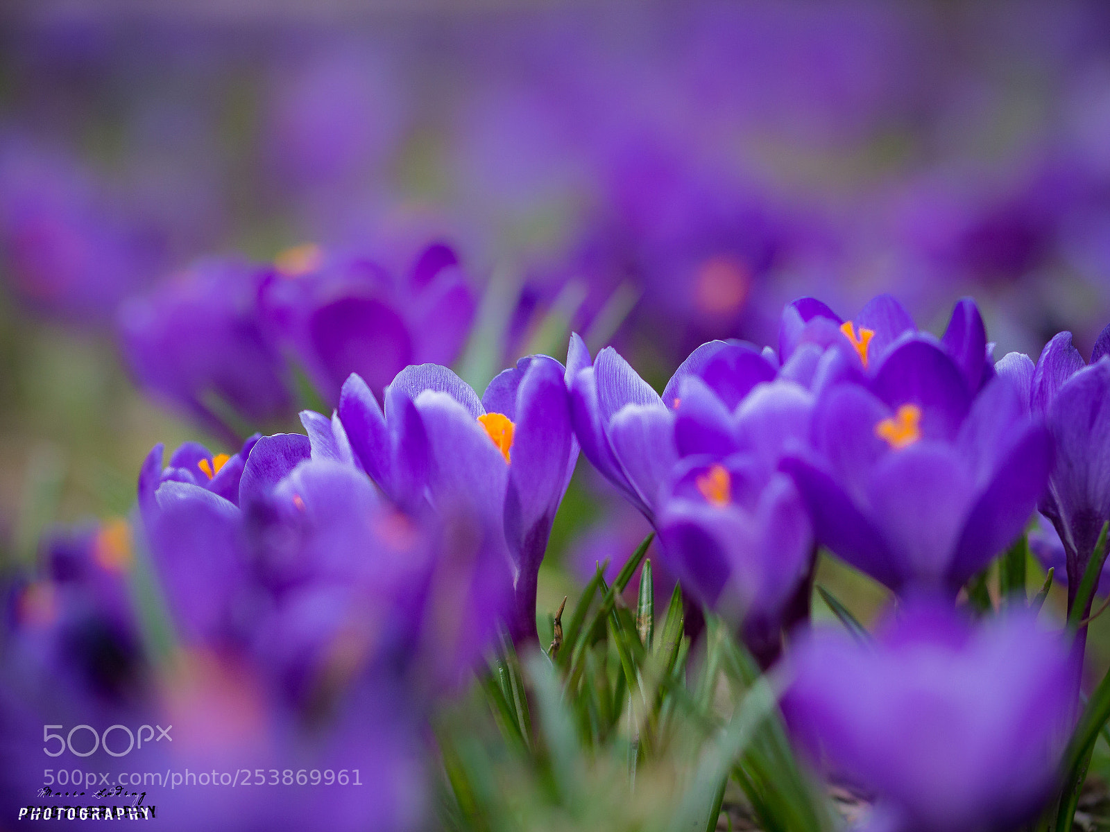 Canon EOS 700D (EOS Rebel T5i / EOS Kiss X7i) sample photo. ☆purple☆ photography
