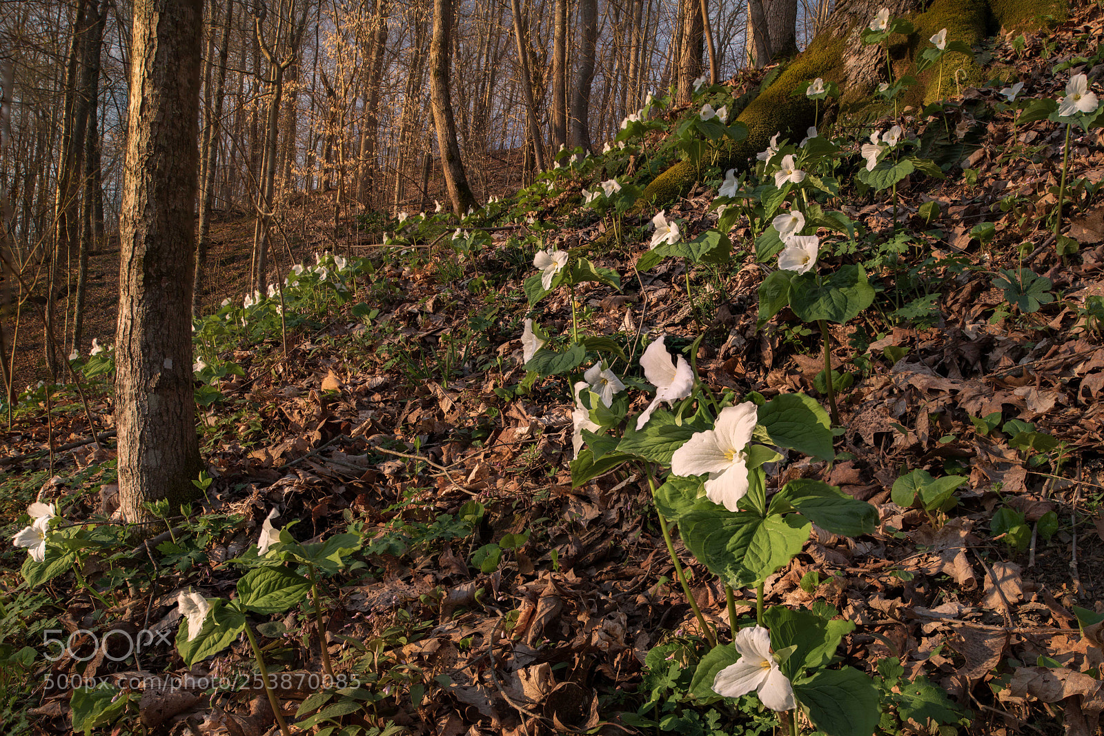 Nikon D850 sample photo. Where the trillium bloom photography