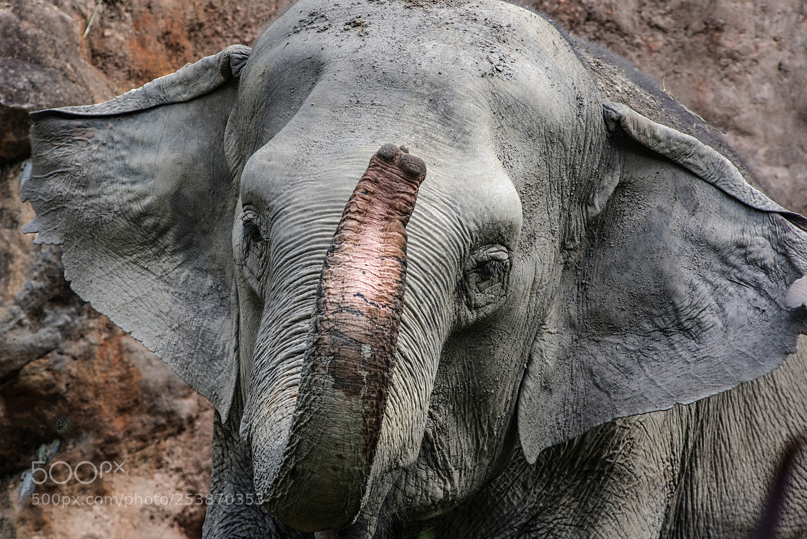 Nikon D750 sample photo. Elephant in zoo photography