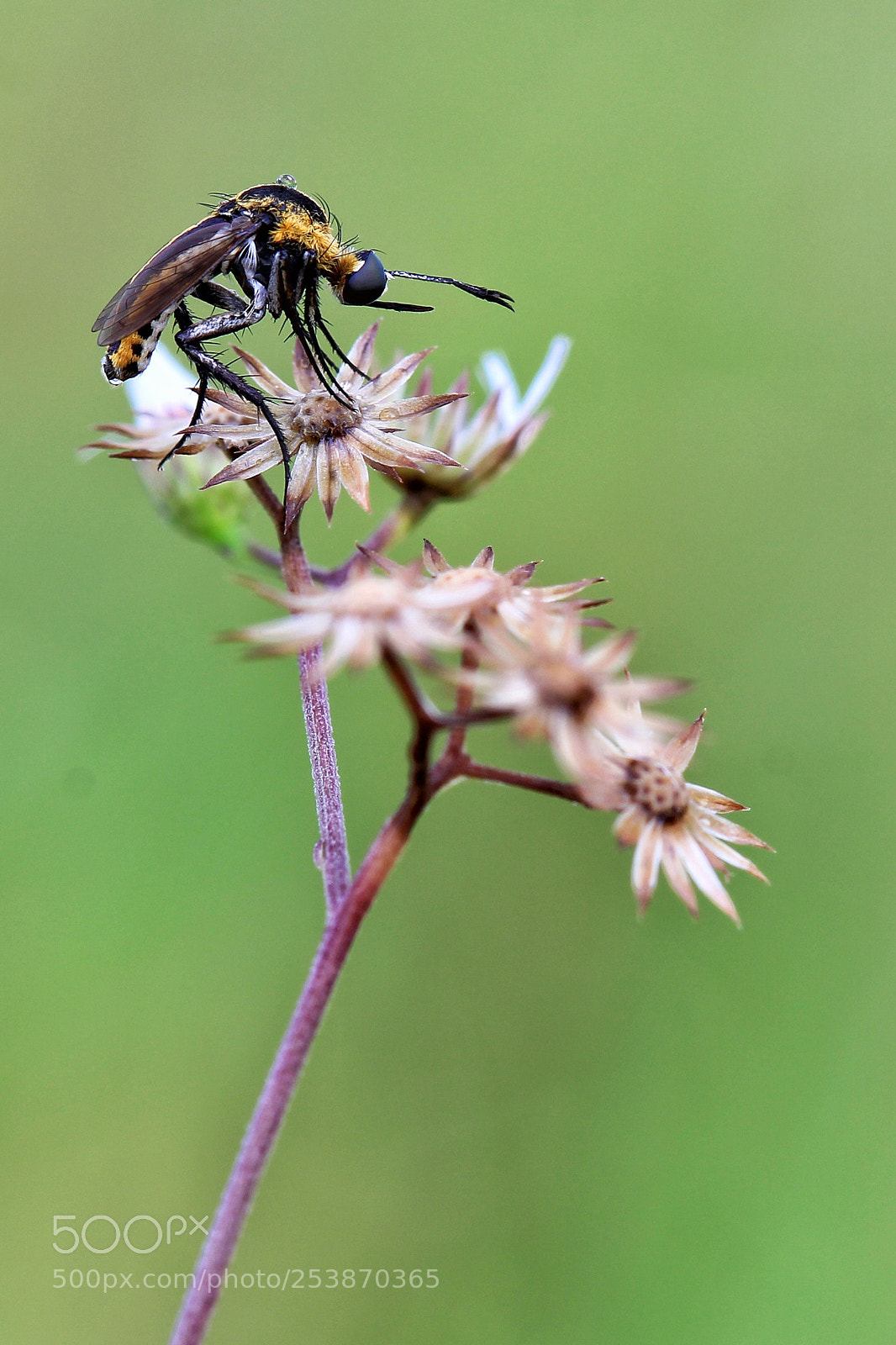 Canon EOS 60D sample photo. Macro photography