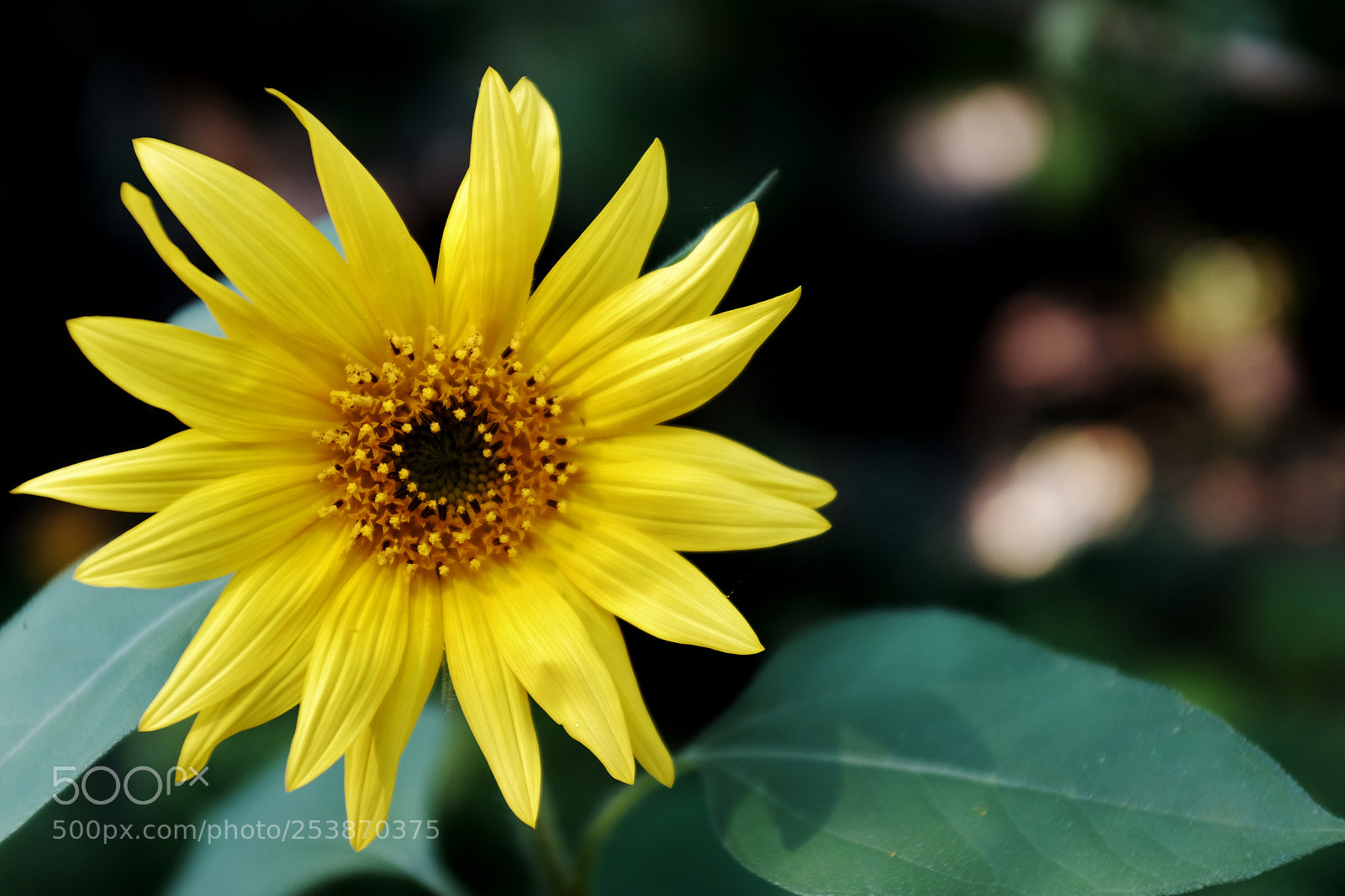 Fujifilm X100T sample photo. Who could resist photography