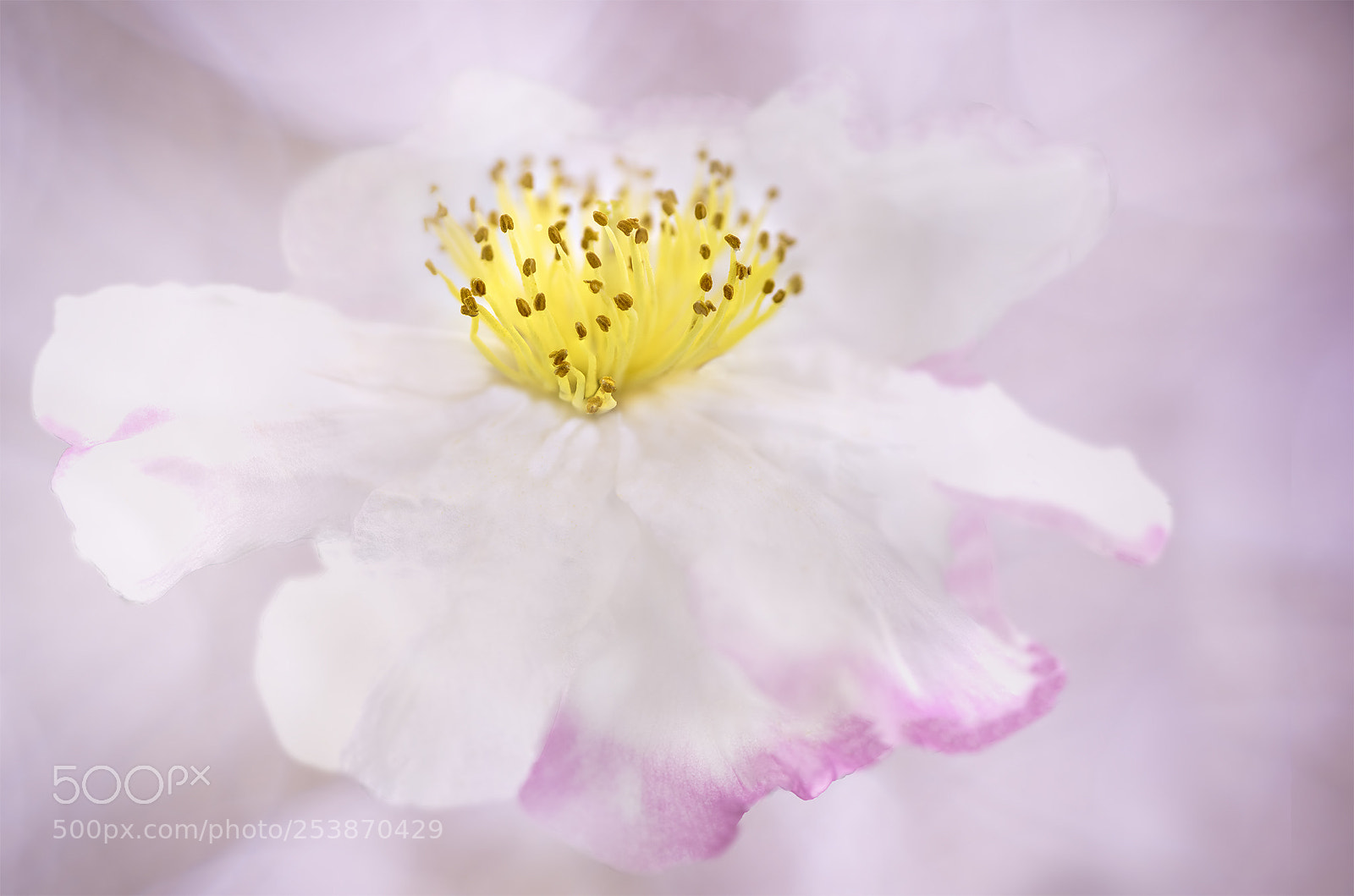 Nikon D810 sample photo. I love your soft photography