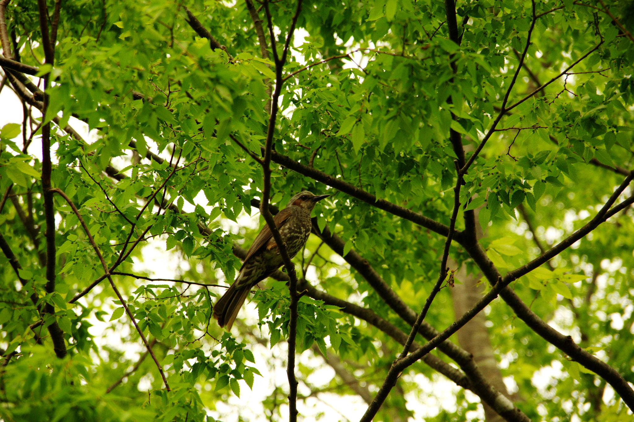 Pentax K-70 sample photo. A bulbul in green photography
