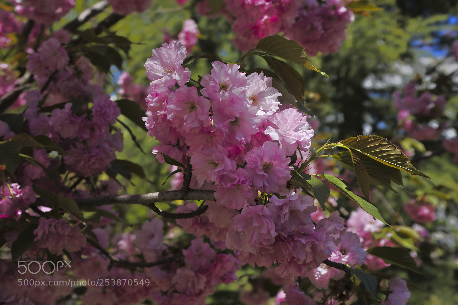 Fujifilm X100F sample photo. It's spring in beijing photography