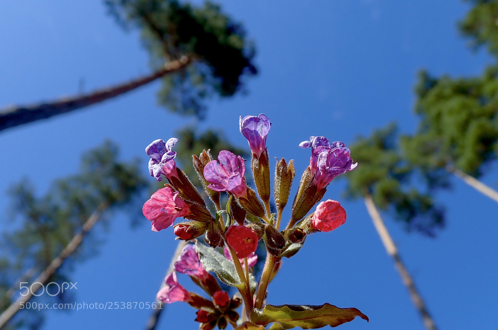 Olympus TG-5 sample photo. Spring in lithuania photography