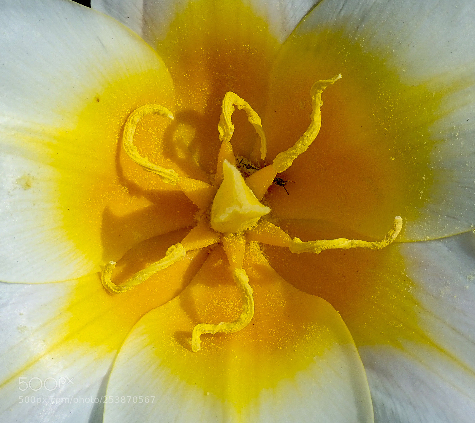 Olympus TG-5 sample photo. Spring in lithuania photography