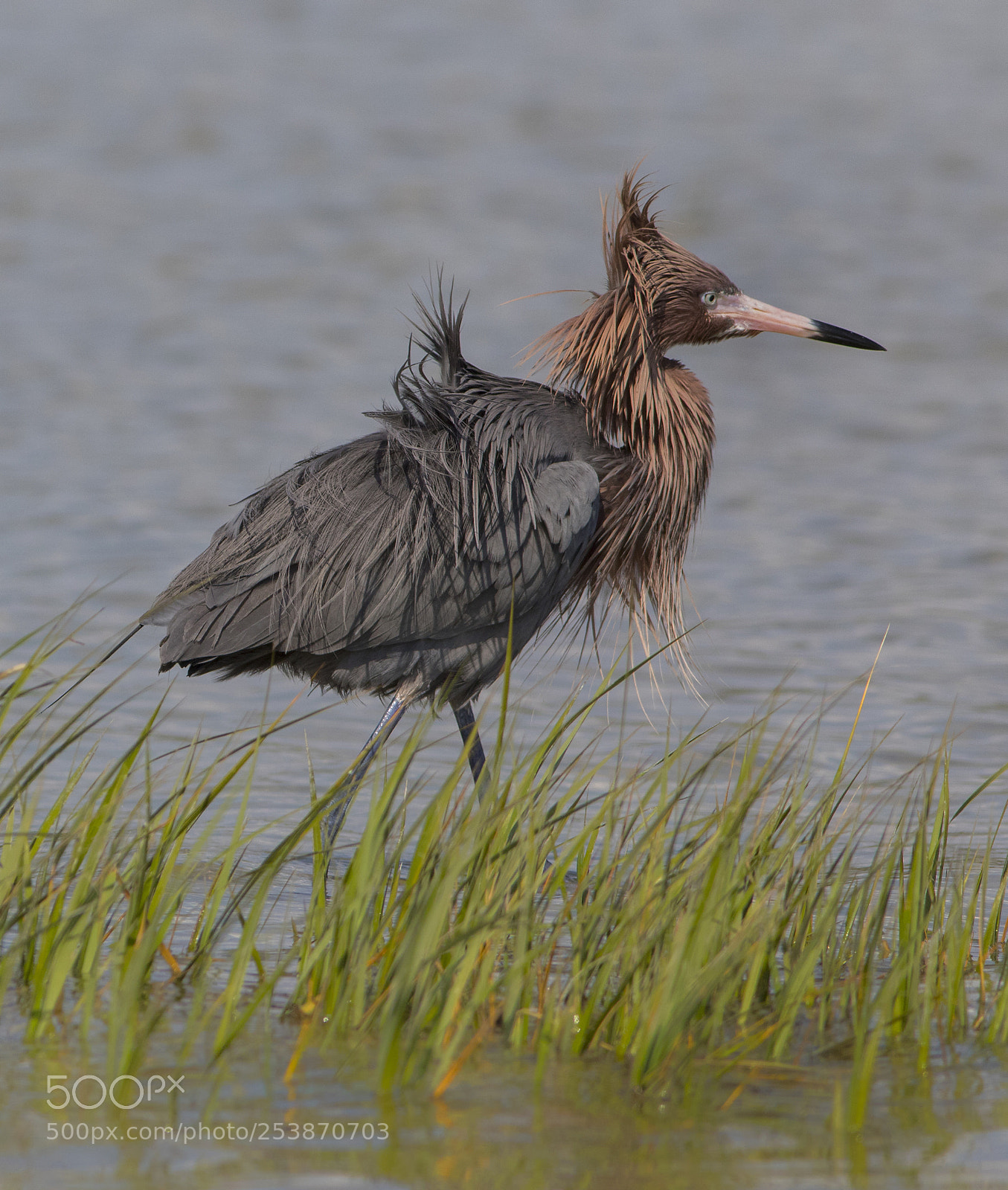 Canon EOS 7D Mark II sample photo. Windblown reddish heron photography