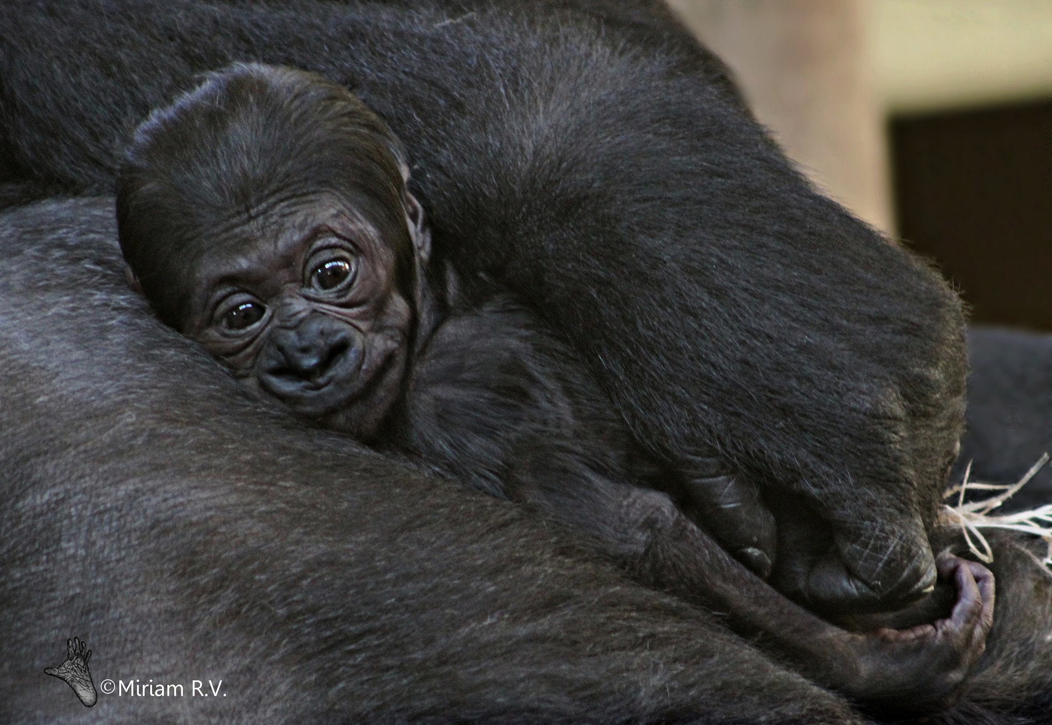 Canon EF 75-300mm f/4-5.6 sample photo. Today is your birthday,  happy birthday duni <3 photography