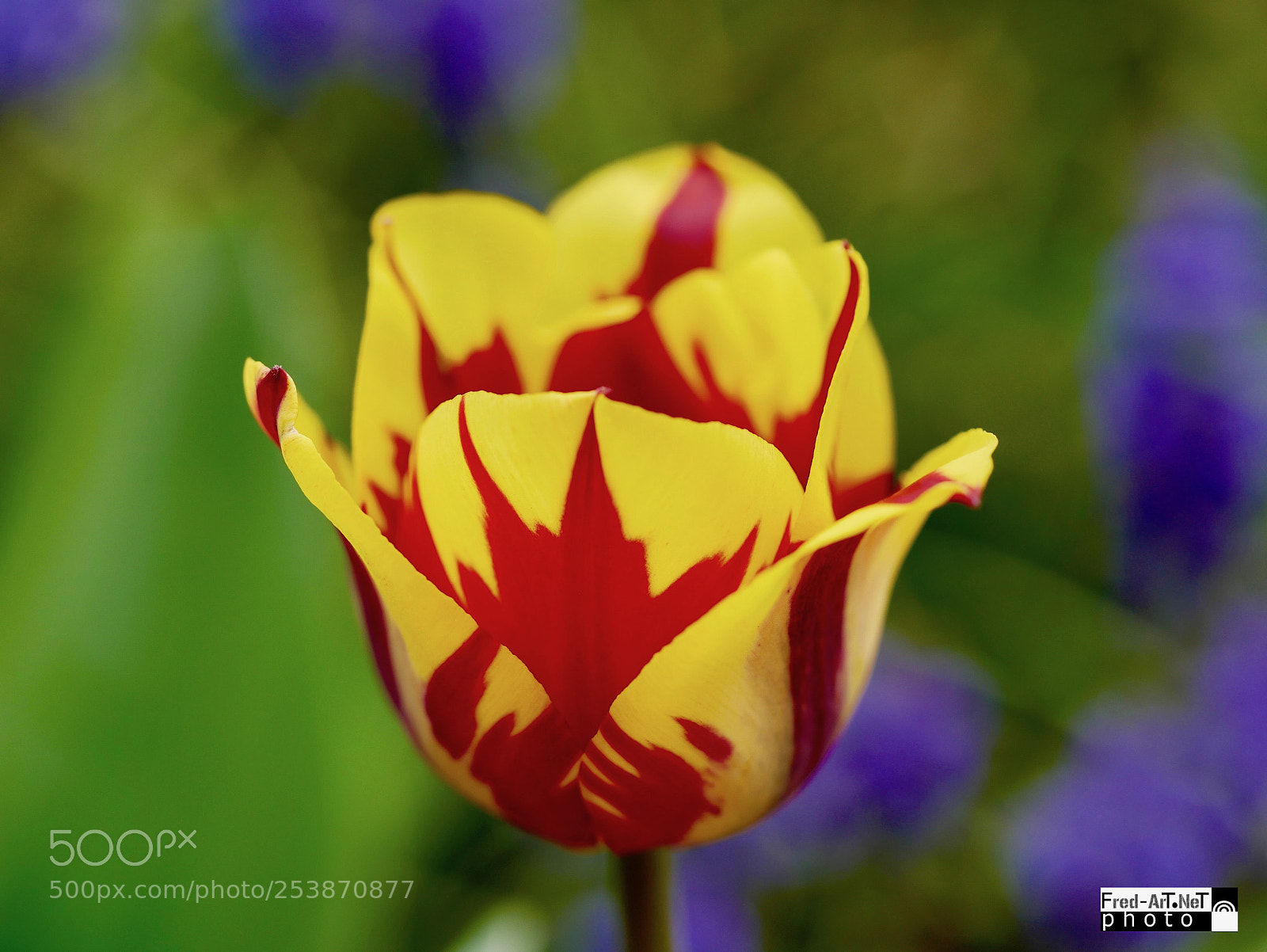 Panasonic DMC-G70 sample photo. Tulipe bi couleur photography