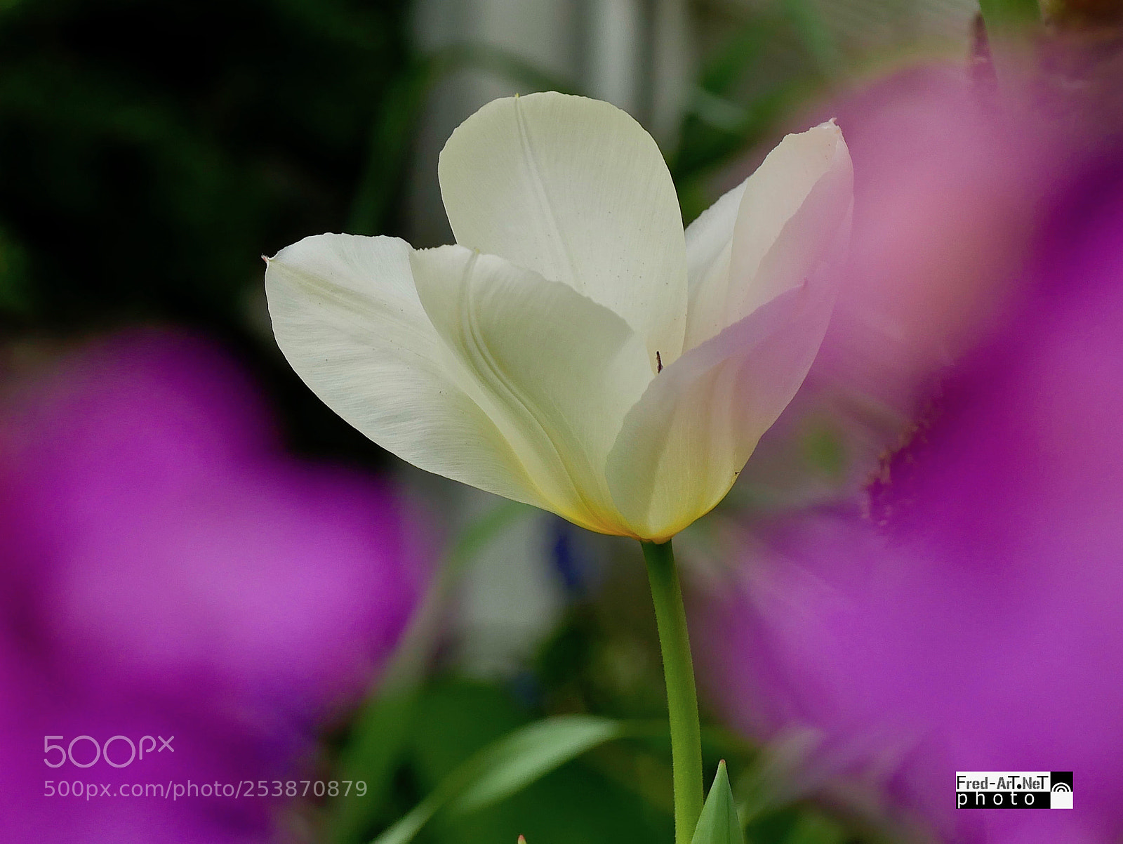 Panasonic DMC-G70 sample photo. Tulipe blanche photography