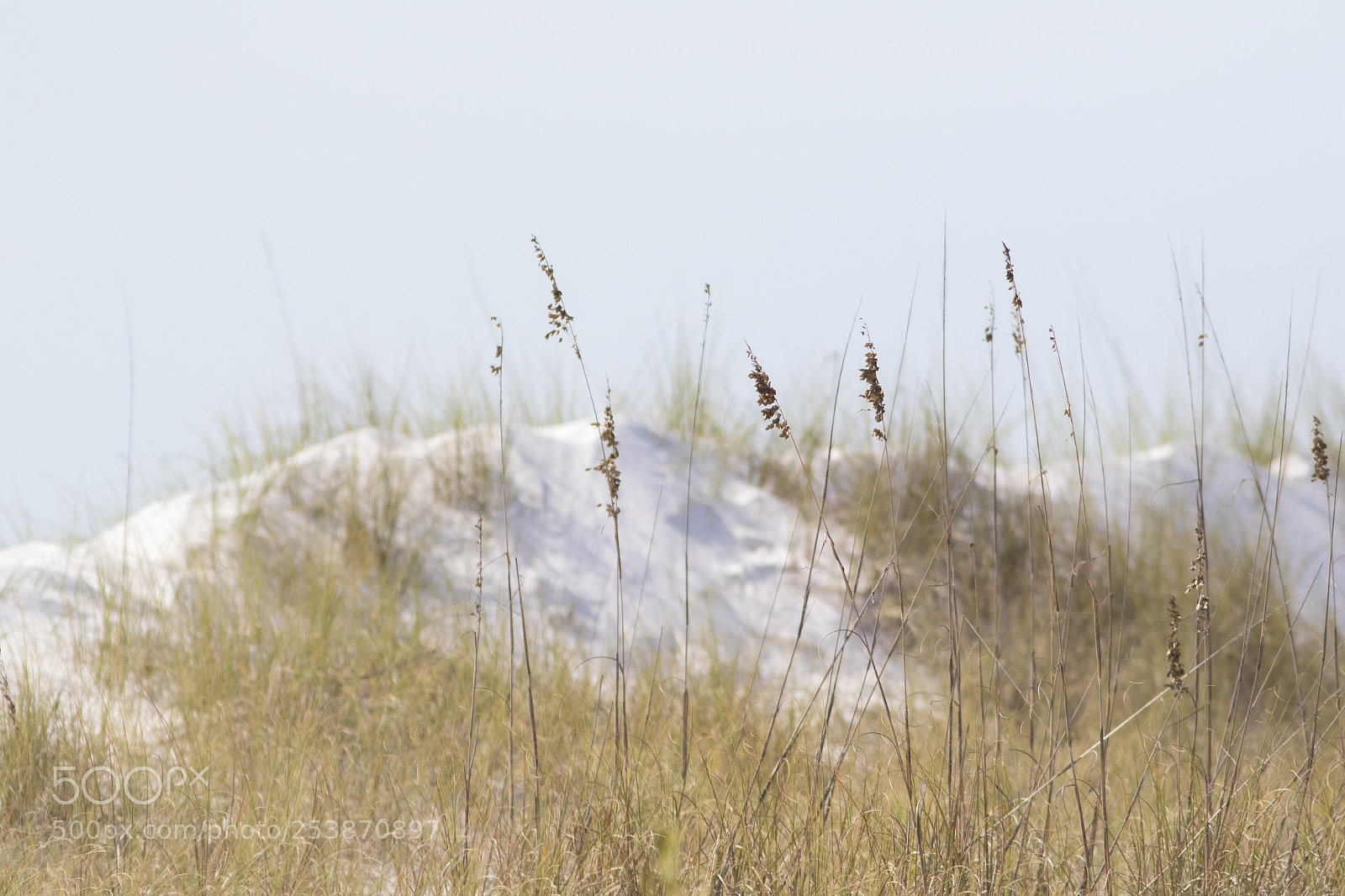 Canon EOS 7D Mark II sample photo. Sea oats and dunes photography