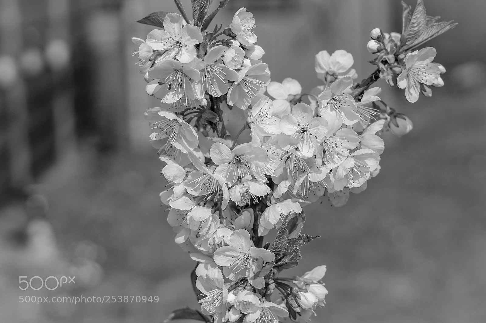 Canon EOS 1300D (EOS Rebel T6 / EOS Kiss X80) sample photo. Cherry tree photography