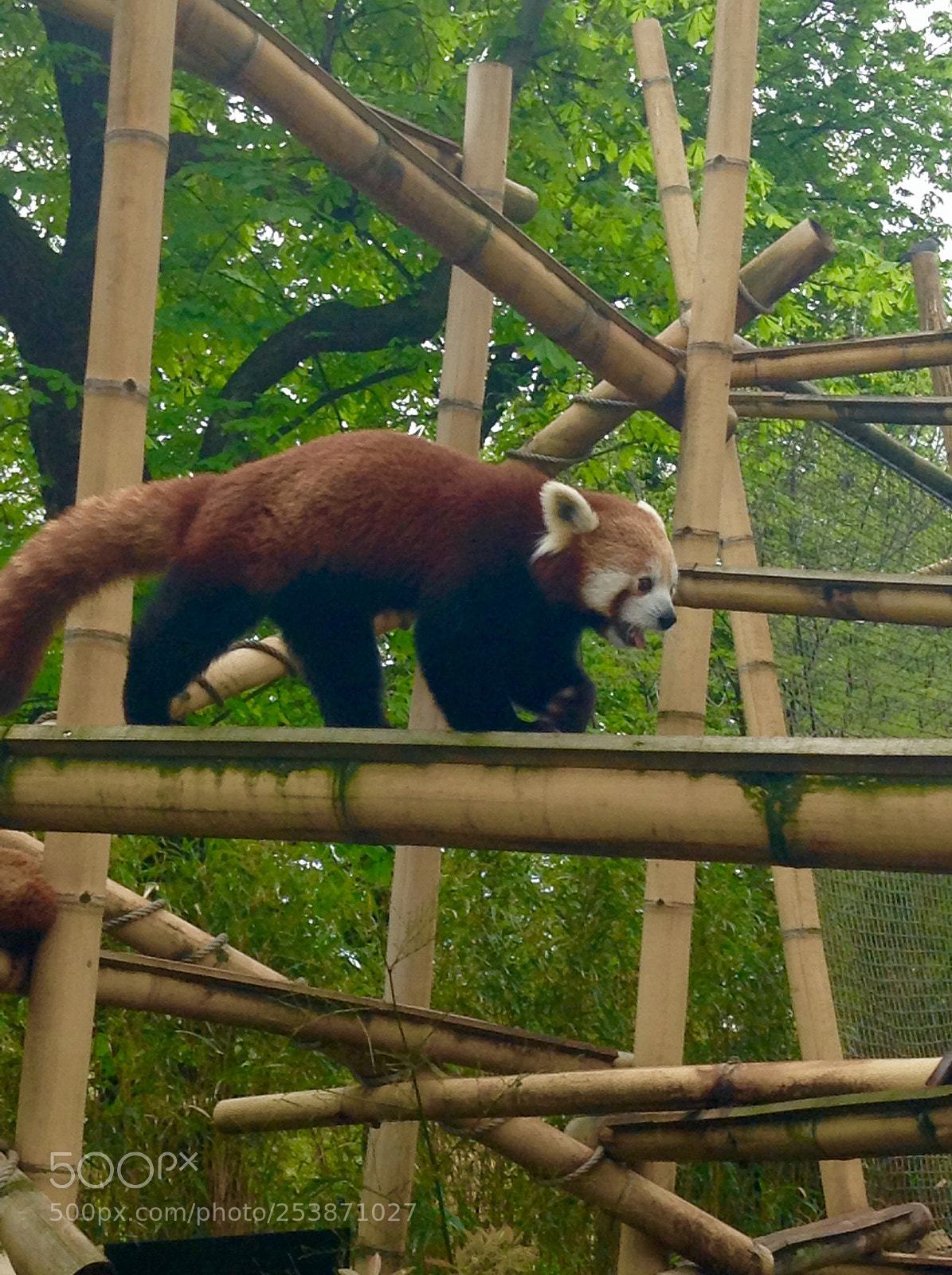 Apple iPod touch sample photo. Panda roux  photography