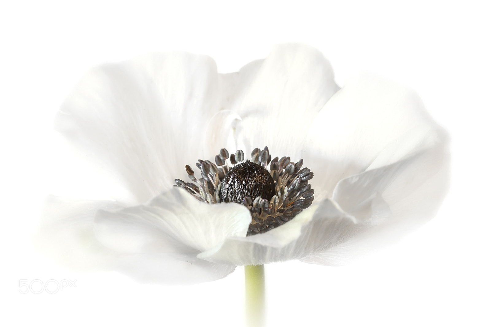 Canon EOS 60D sample photo. White anemone photography