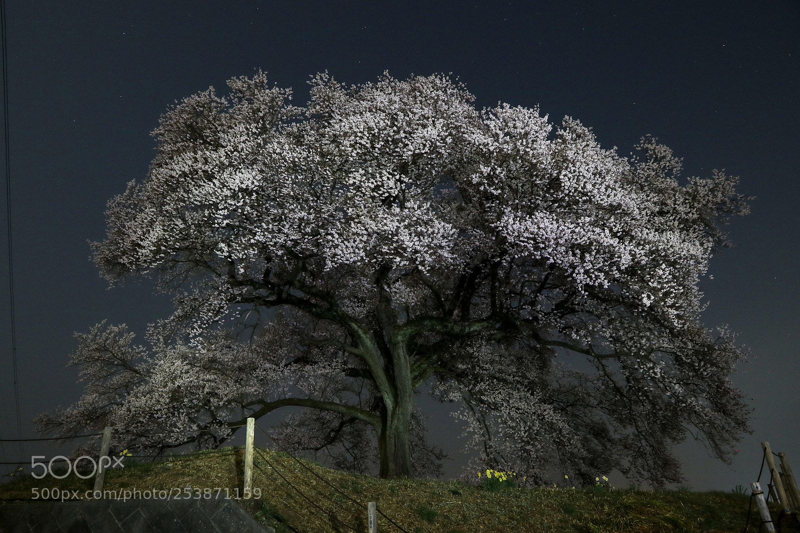 Canon EOS 7D Mark II sample photo. わに塚のさくら photography