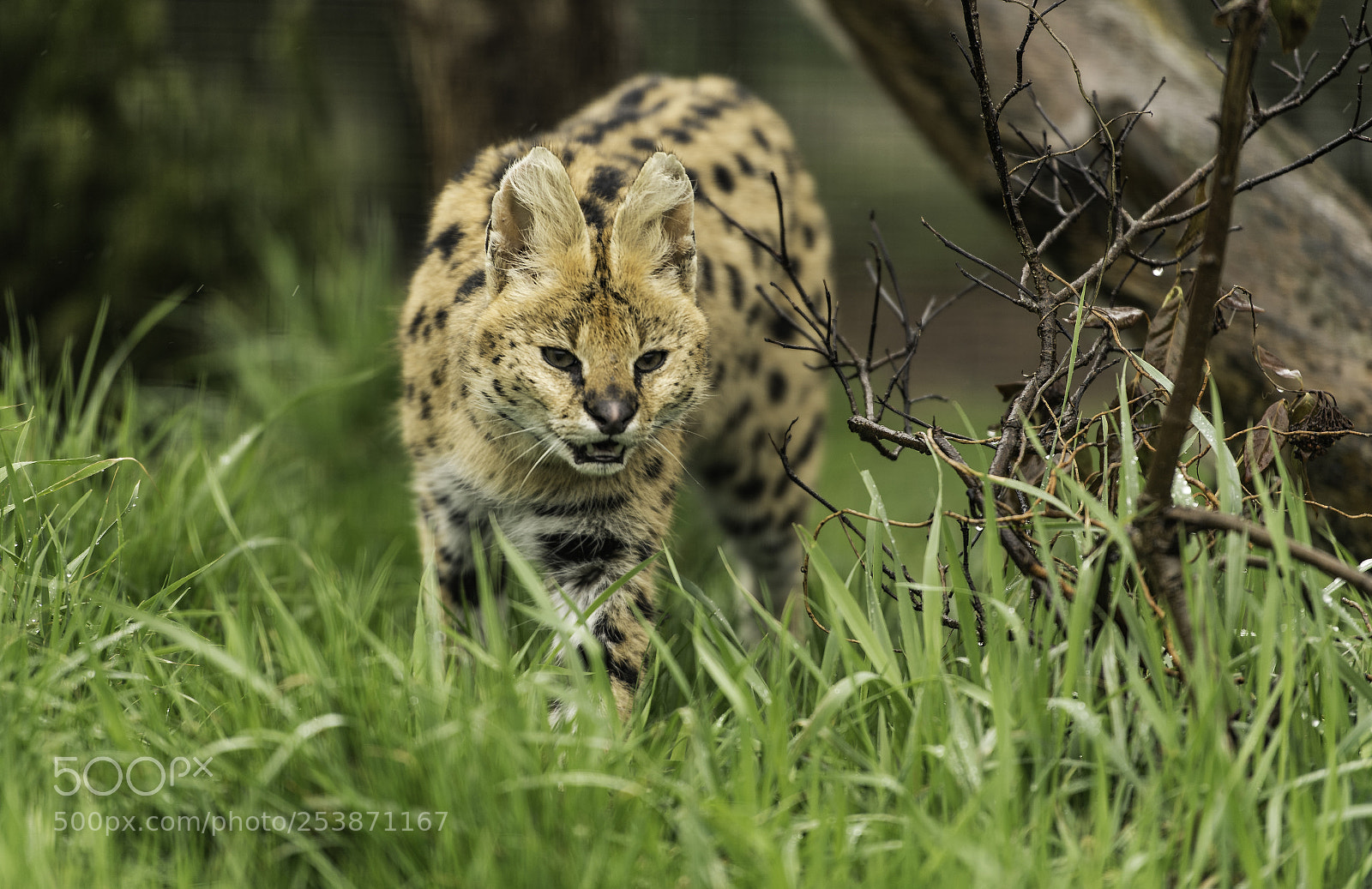Nikon D5 sample photo. Serval series photography