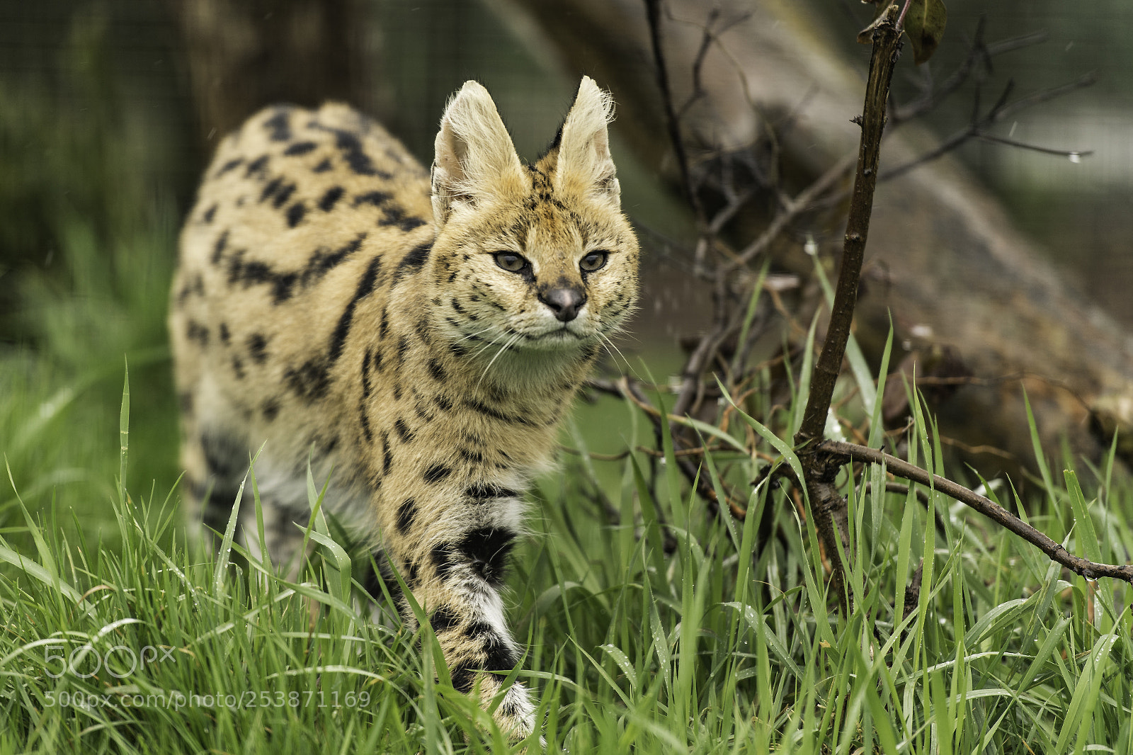 Nikon D5 sample photo. Serval series photography