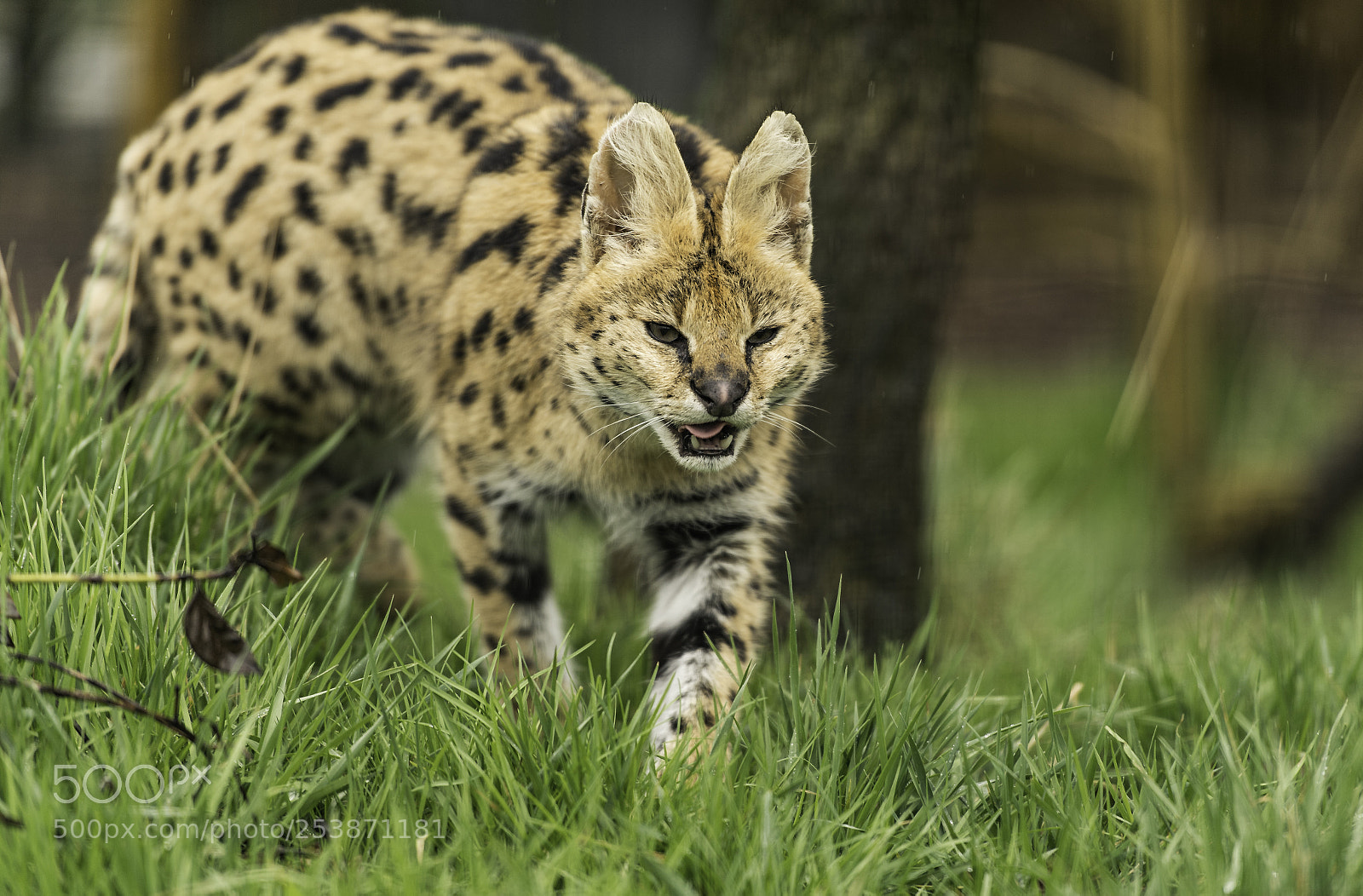 Nikon D5 sample photo. Serval series photography