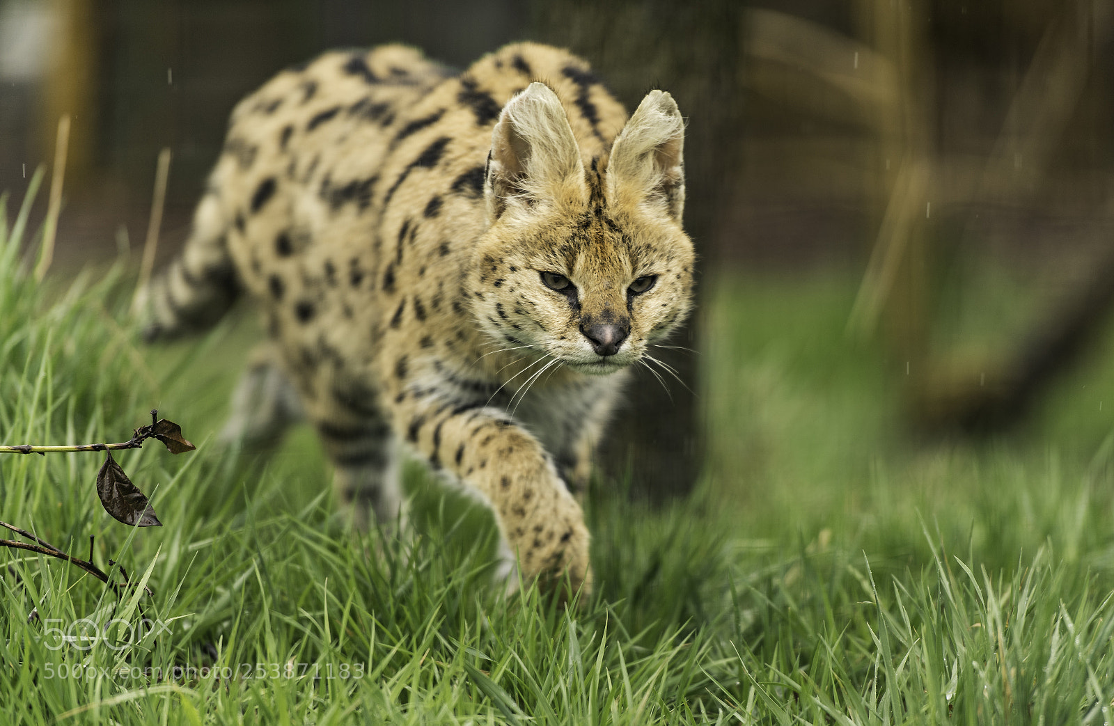 Nikon D5 sample photo. Serval series photography