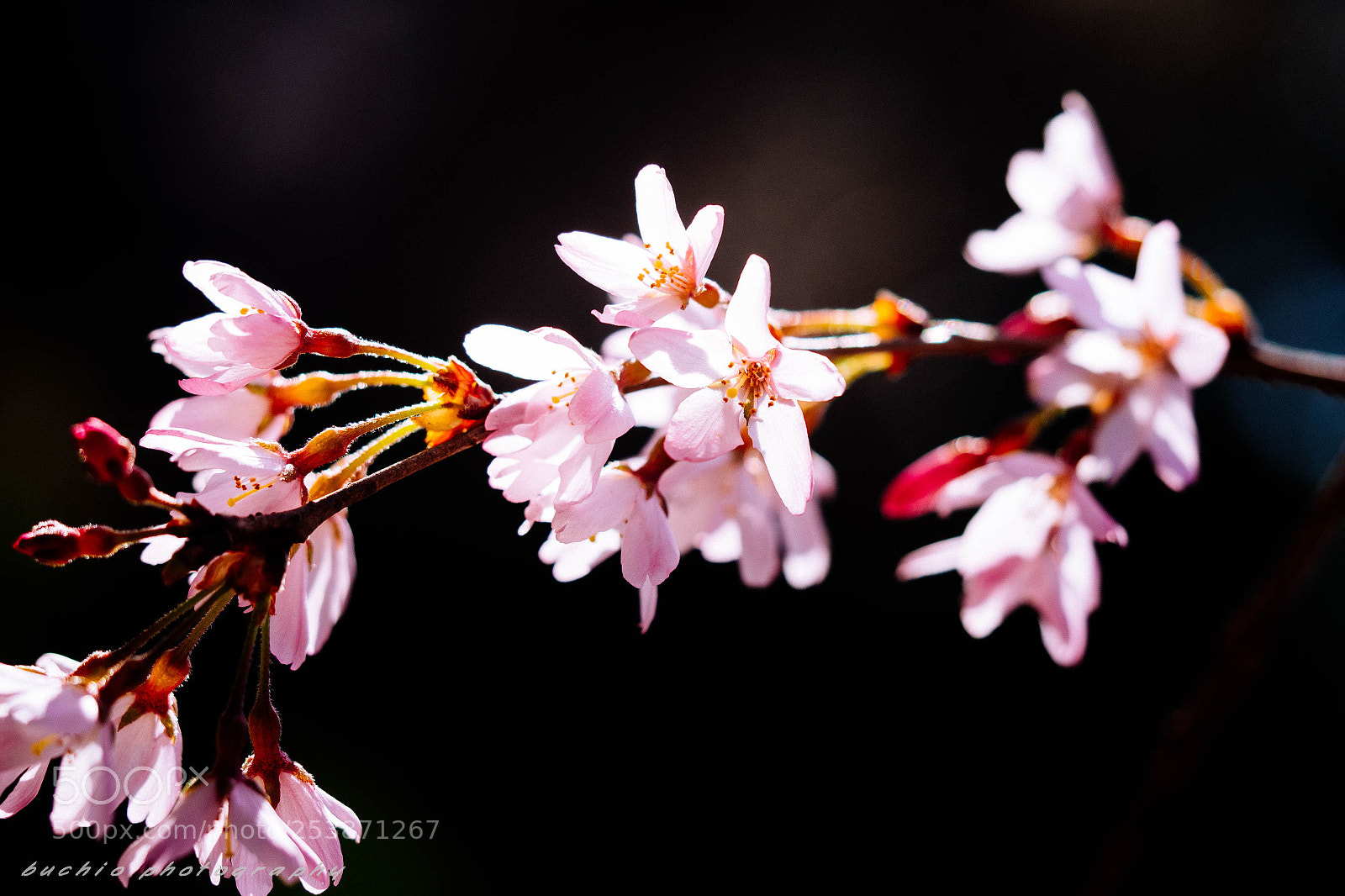 Olympus OM-D E-M1 sample photo. Weeping cherry tree photography