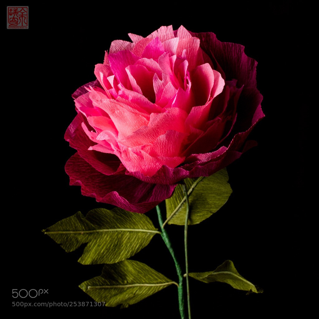 Canon EOS 6D Mark II sample photo. Paper flower. photography