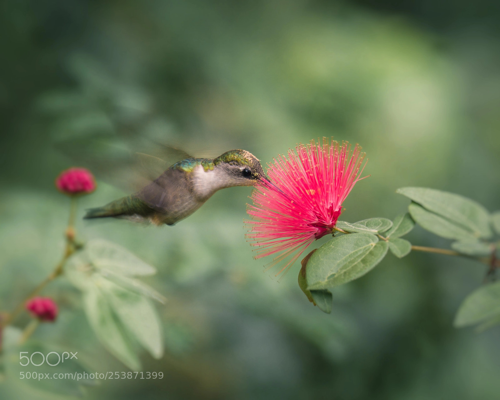 Canon EOS 7D sample photo. Hummingbird photography