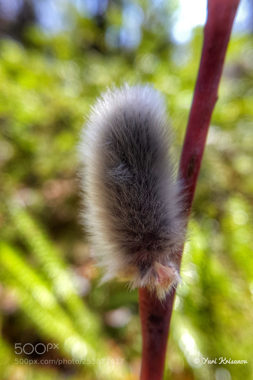 Samsung Galaxy Alpha sample photo. Buds of willow in photography