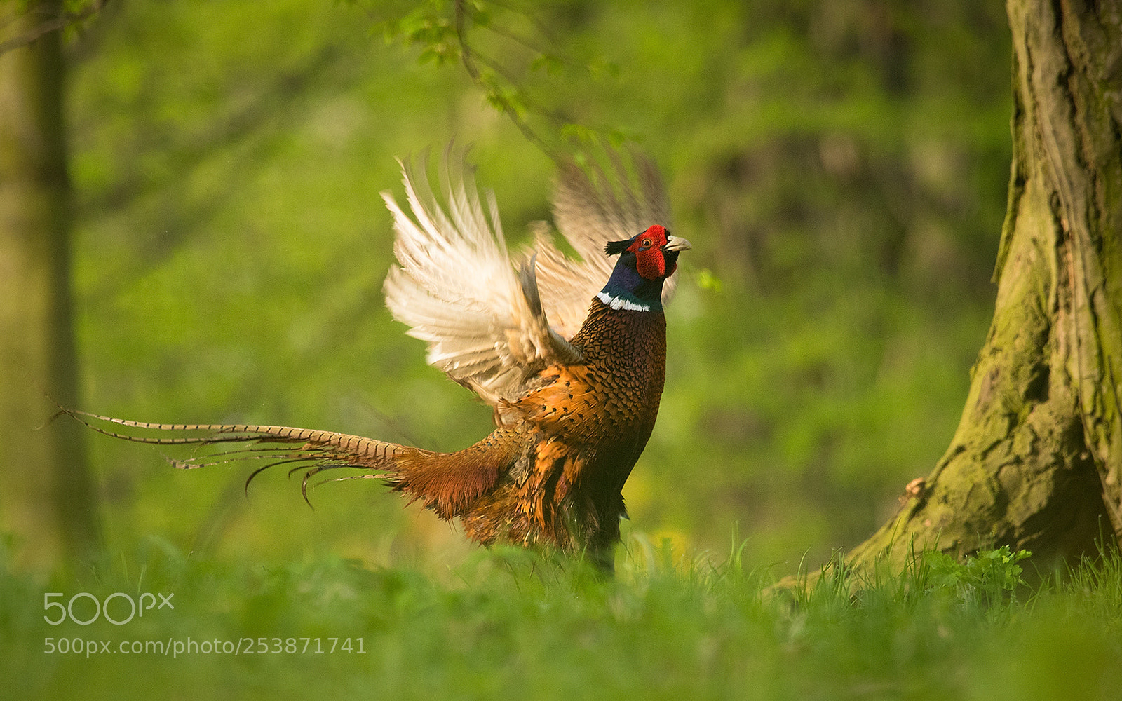 Canon EOS 7D Mark II sample photo. Pheasant photography