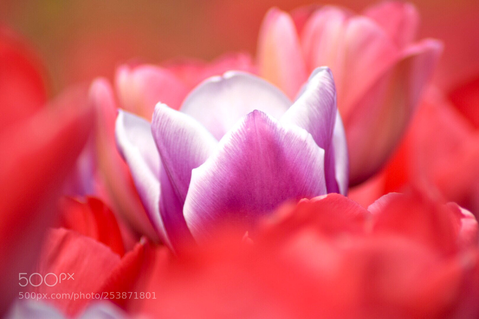 Nikon D5300 sample photo. Tulip bloom photography