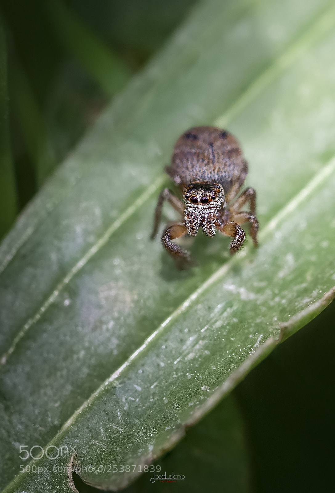 Canon EOS 5D Mark II sample photo. Araña saltadora photography