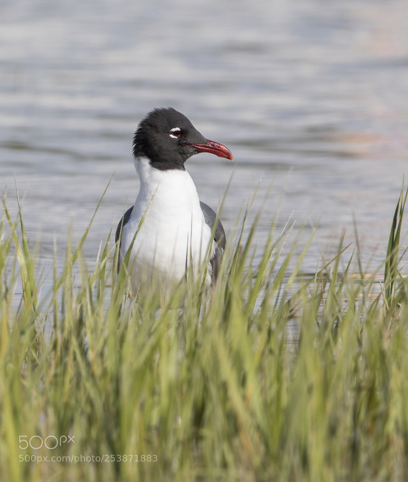 Canon EOS 7D Mark II sample photo. Franklin gull photography