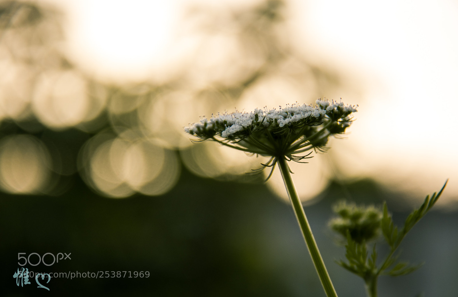 Canon EOS 80D sample photo. Untitled photography