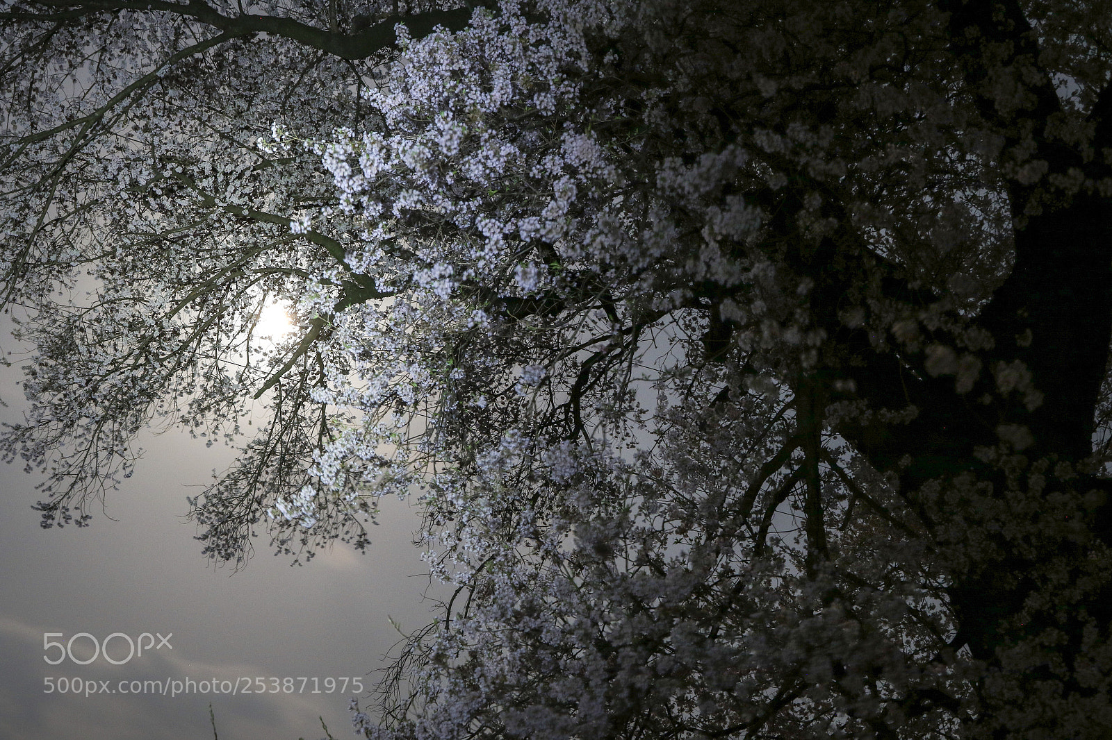 Canon EOS 7D Mark II sample photo. わに塚のさくらと
つきあかり photography