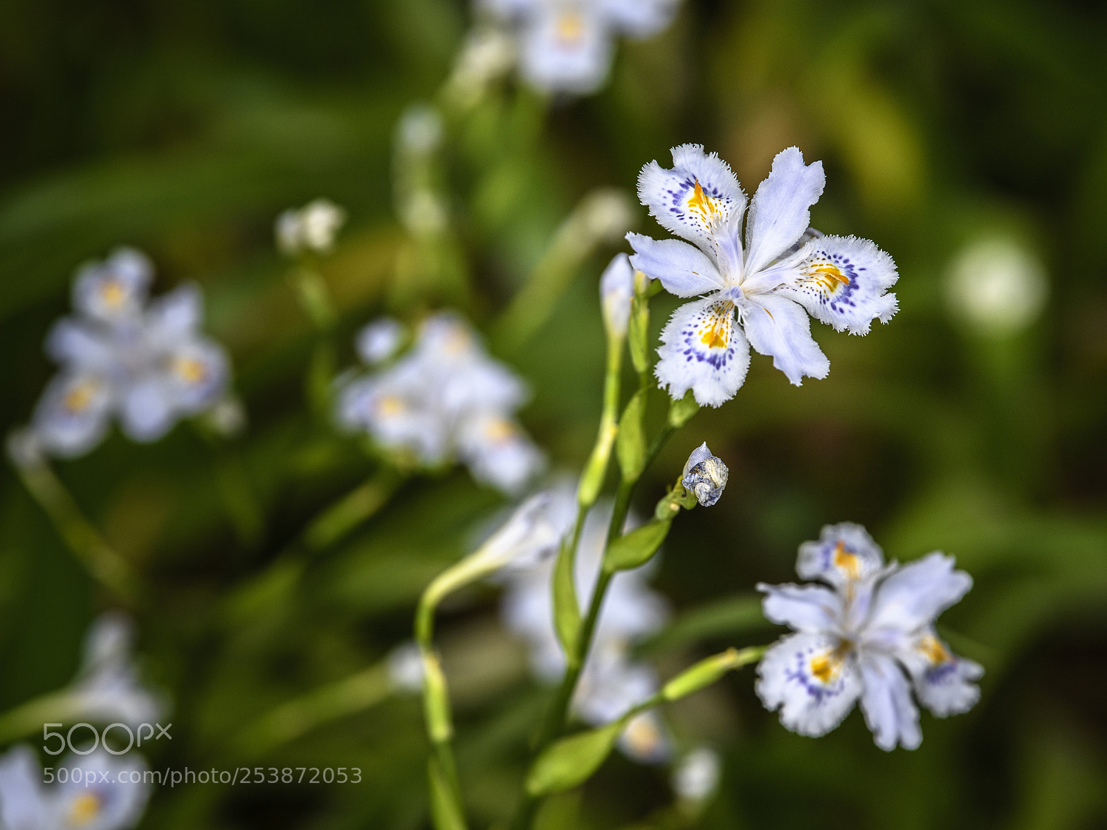 Nikon D5 sample photo. Spring flowers 3 photography