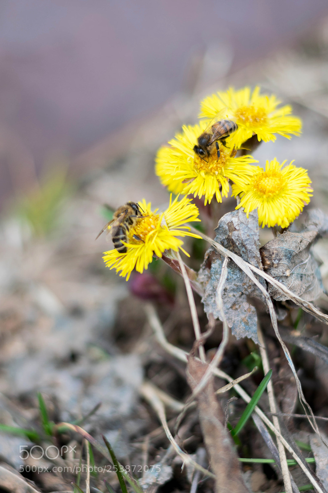 Nikon D3300 sample photo. First bees photography