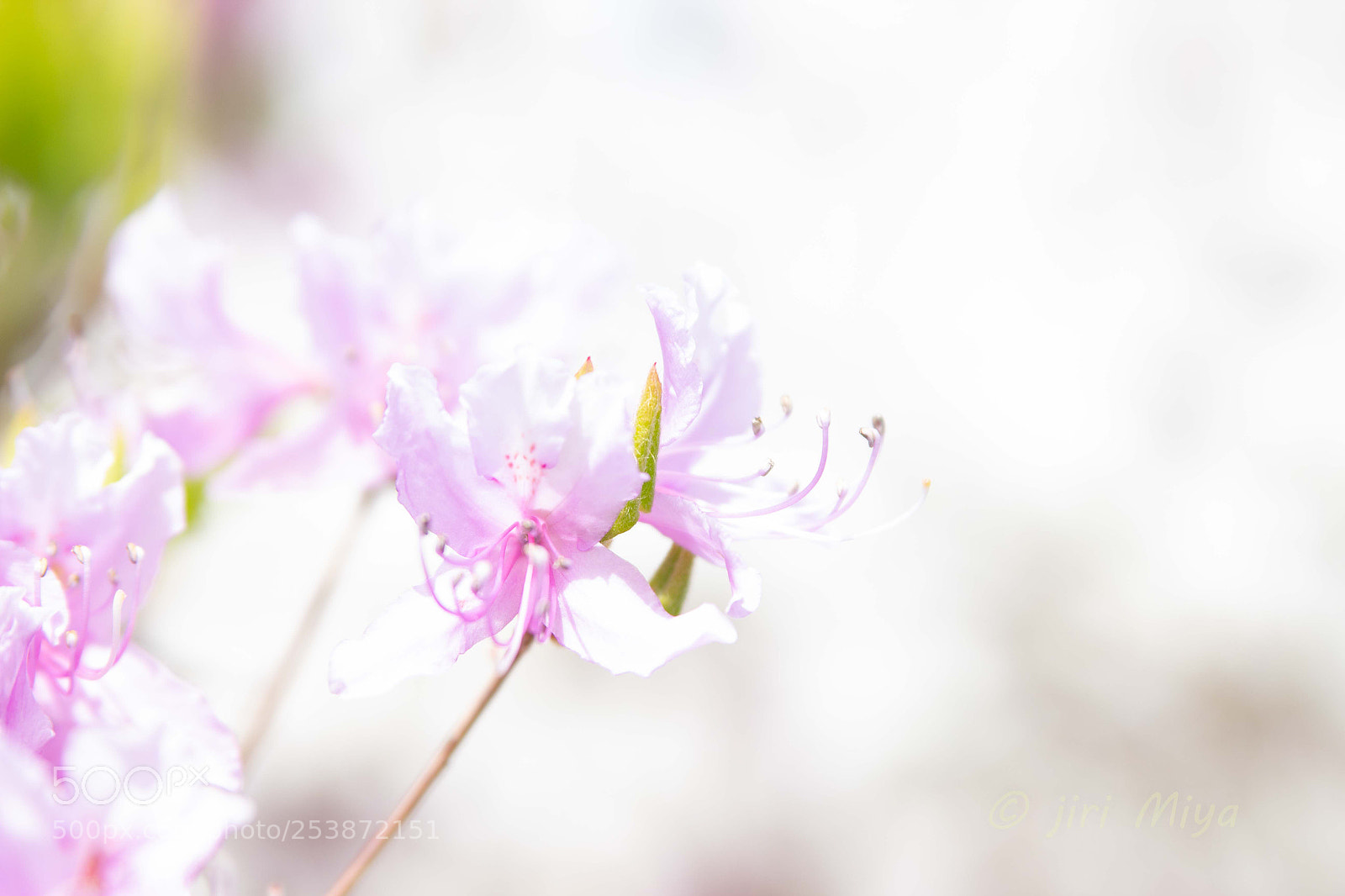 Canon EOS 600D (Rebel EOS T3i / EOS Kiss X5) sample photo. The stamen and pistil photography
