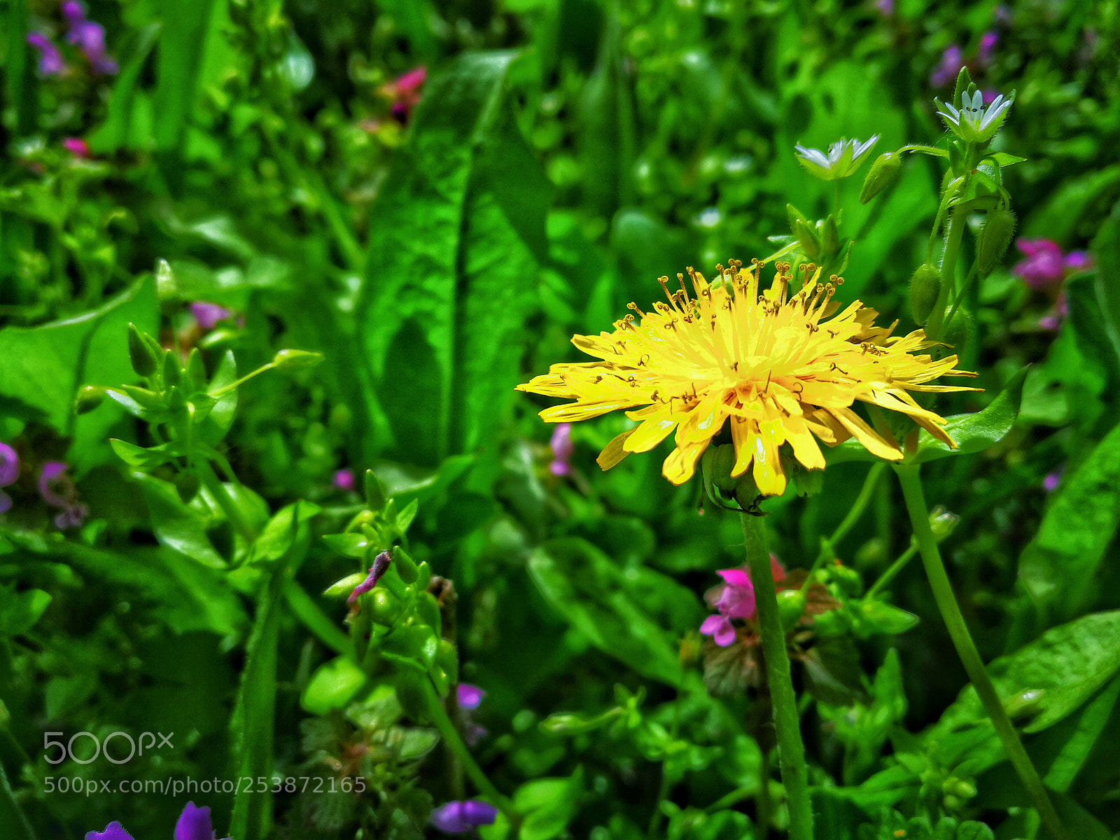 HUAWEI P10 sample photo. Nature's bounty photography