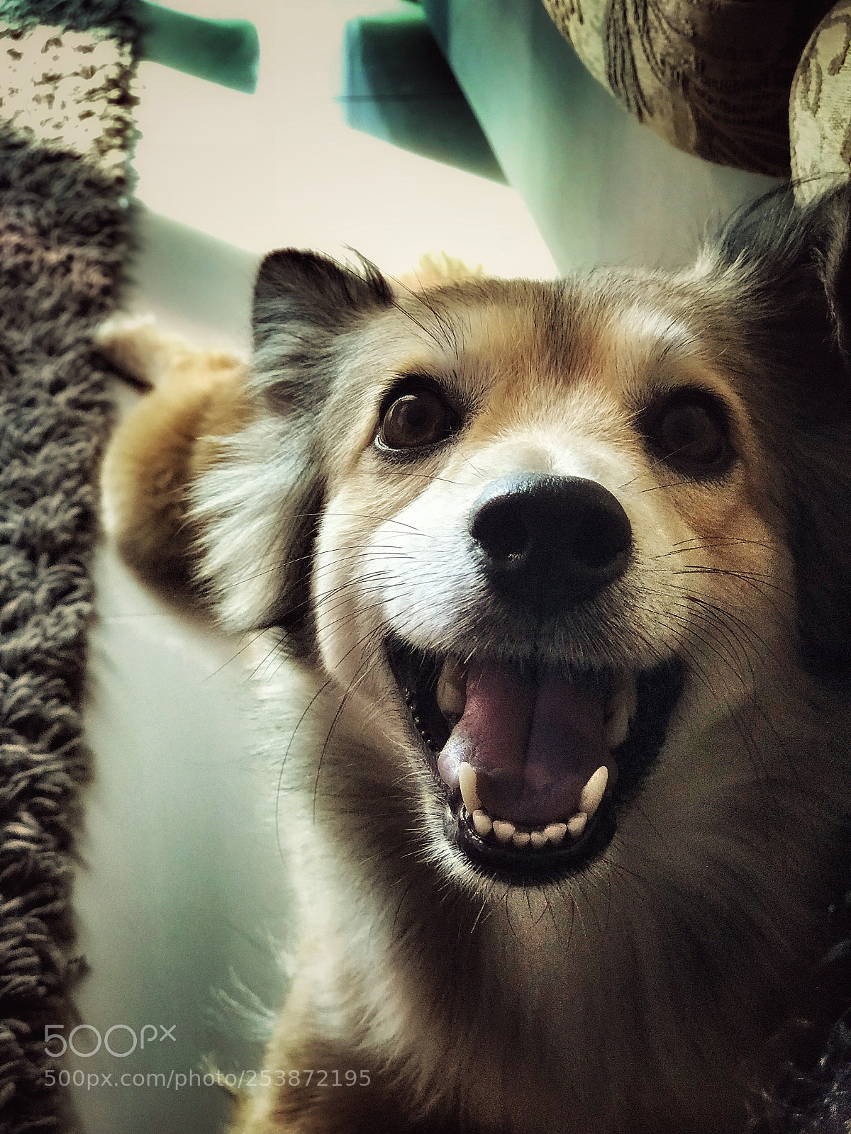 Apple iPhone 7 Plus sample photo. Say treats!  photography